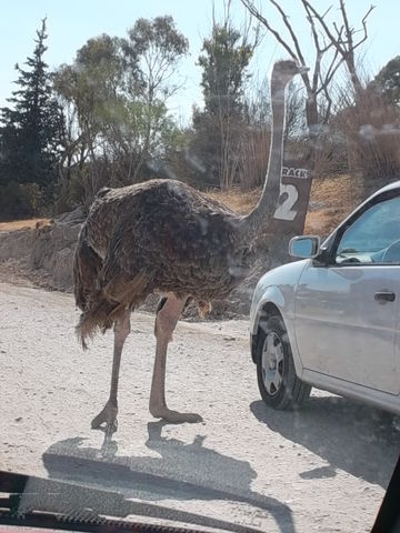 Un polloteeeee!