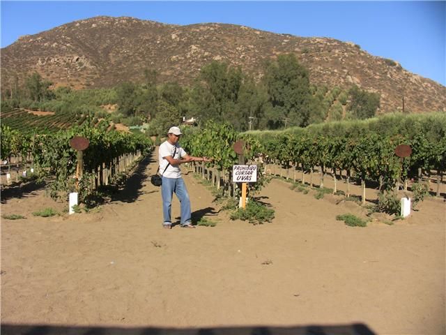 Las Viñas