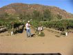 Las Viñas