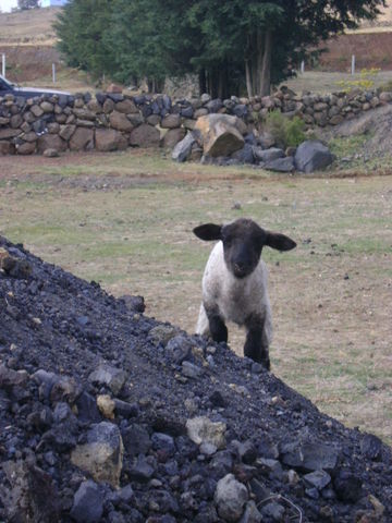 Sin Nombre