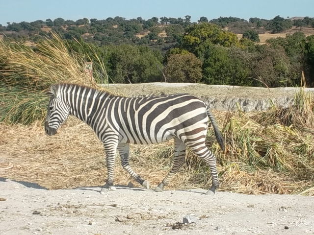 Un burro con pijama...