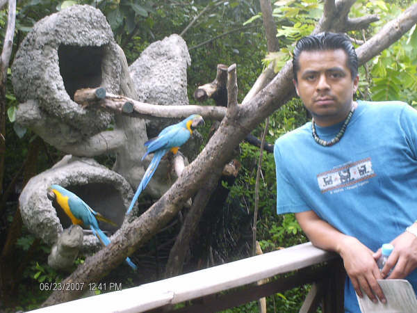 Cacatuas Azules
