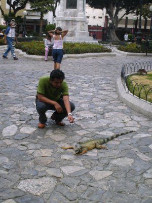 Una iguana Verde!